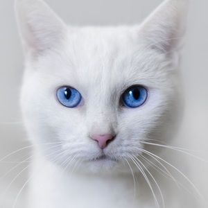 Meet your Posher, Abigail